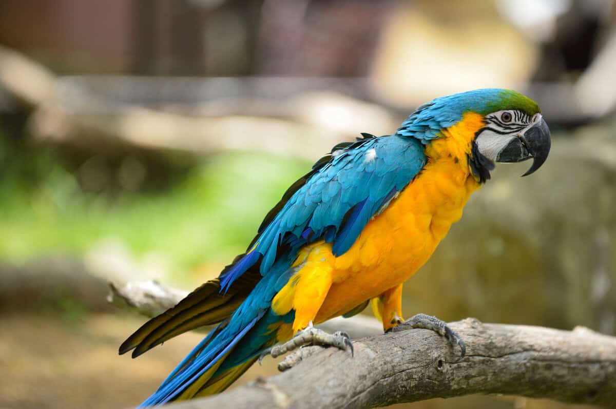 12 Haustiere, die für ihre Langlebigkeit bekannt sind – und 4, die typischerweise eine kurze Lebensspanne haben