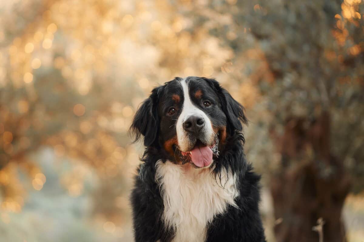 22 Tipps, damit Ihr Hund glücklich und gesund bleibt