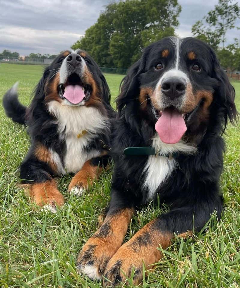 Bernese Mountain Dog