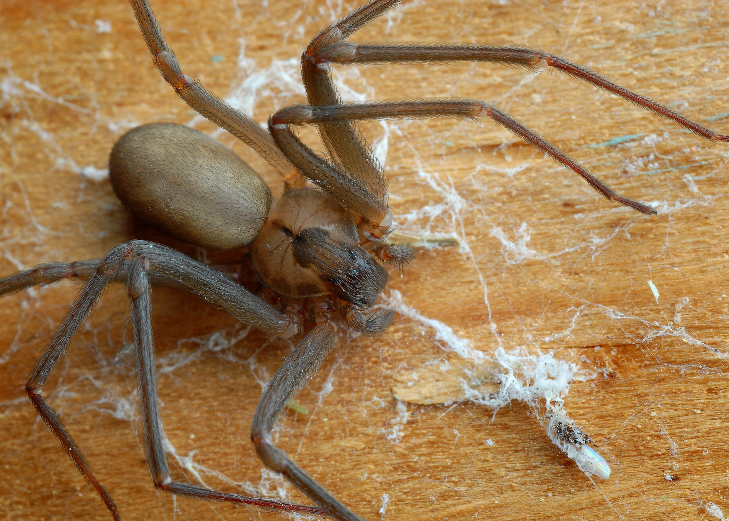 Diese 11 Staaten sind sicher vor der Bedrohung durch die braune Recluse-Spinne