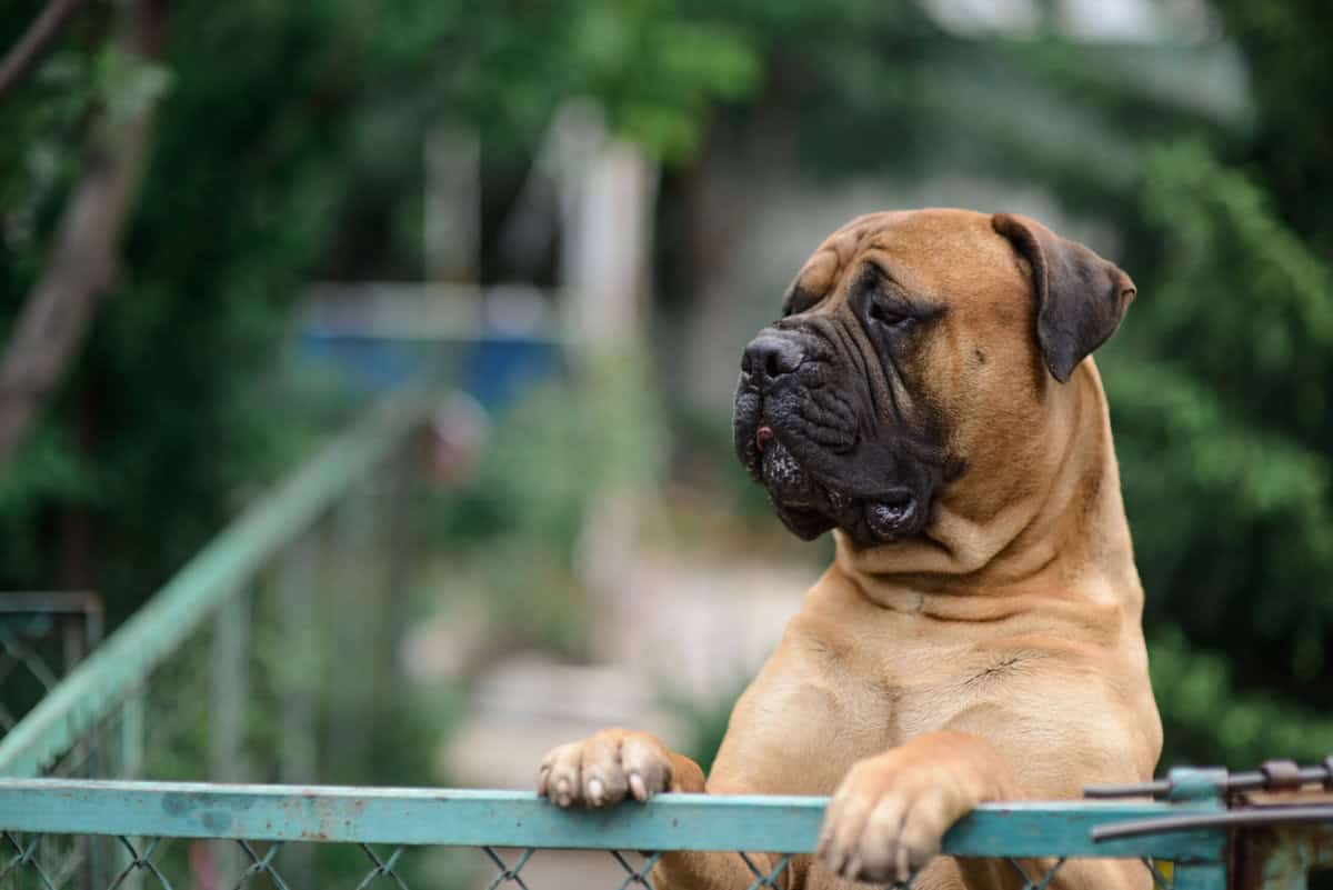16 große Hunderassen, die in Tierheimen häufig übersehen werden