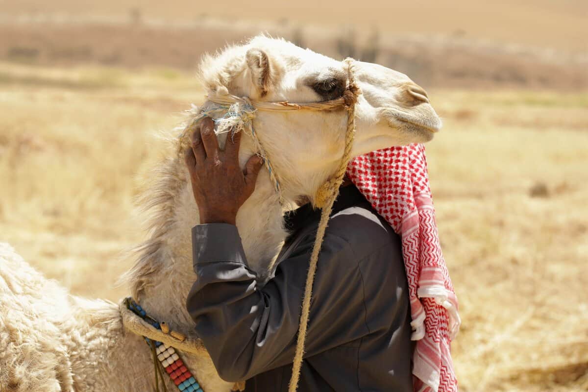 11 Ungewöhnliche Lebensmittel, die Kamele in den härtesten Wüsten der Welt fressen