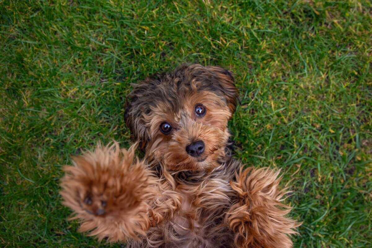 Vom Stressabbau bis zur kardiovaskulären Wellness: 10 Vorteile eines Haustieres