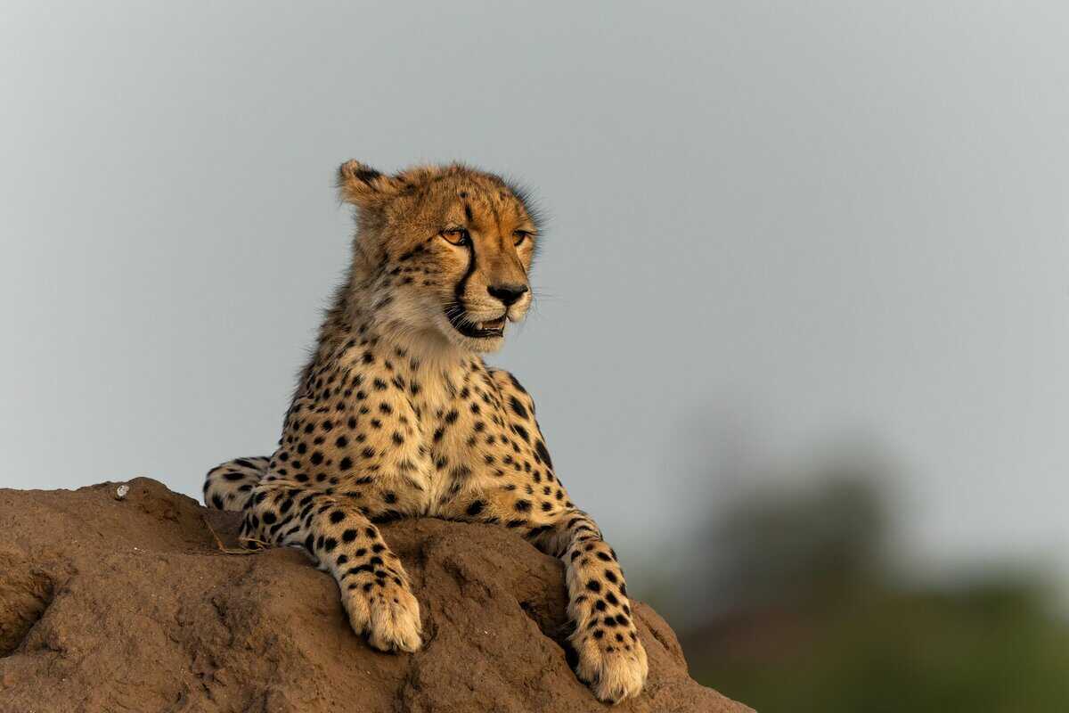 23 Die schnellsten Kreaturen der Welt