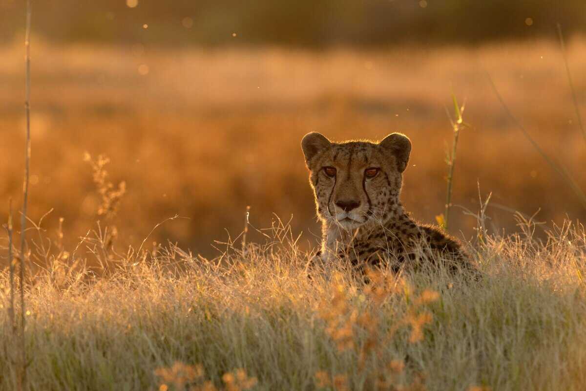 12 Erstaunliche Tierrekorde, die Sie vielleicht nicht kennen