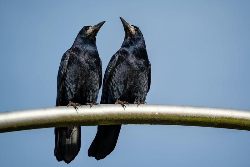 Crows Holding 'Funerals' for Fallen Comrades