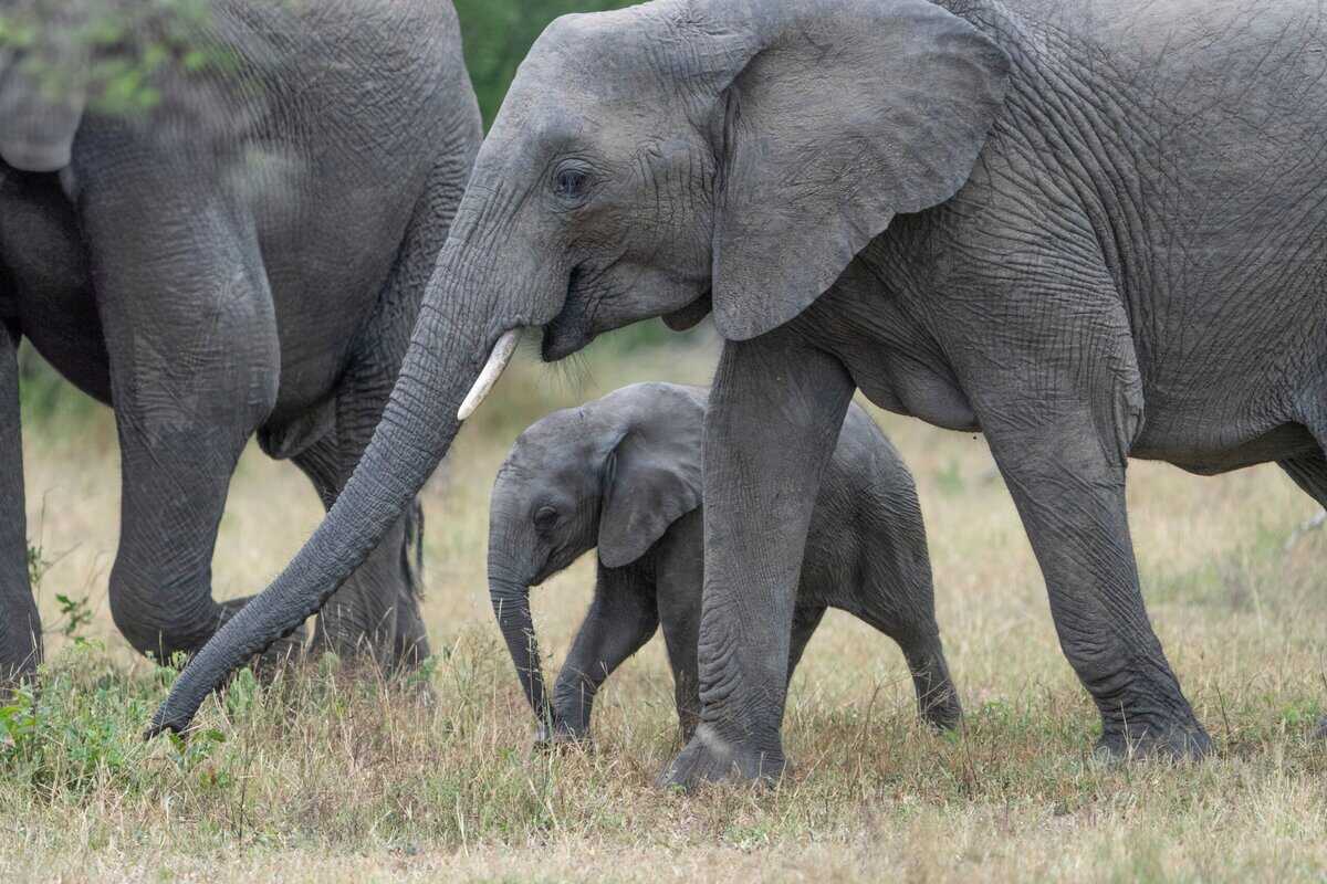 12 bezaubernde Tierbabys, die zu großen Problemen werden können, wenn sie erwachsen werden