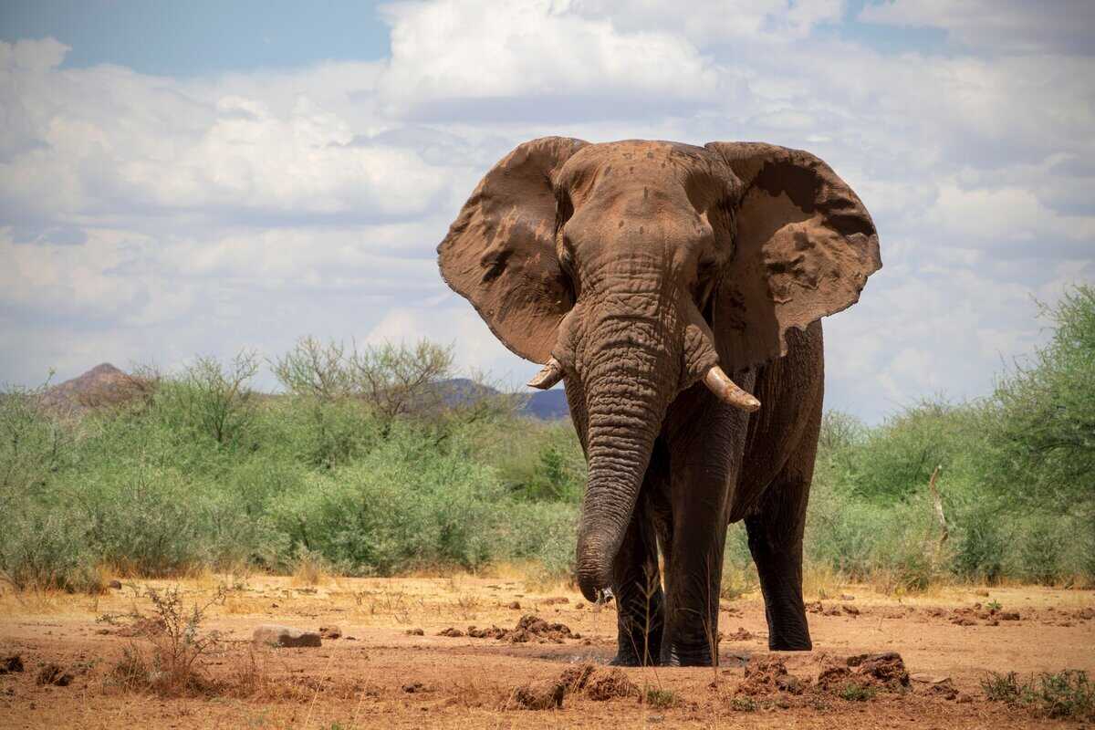 17 überraschende Fakten über Elefanten, die ihre verborgene Intelligenz offenbaren