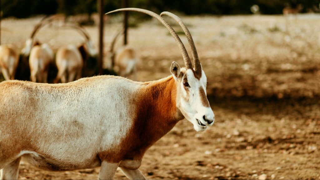 Enthüllung von 12 Tieren, die in ihrem natürlichen Lebensraum ausgestorben sind