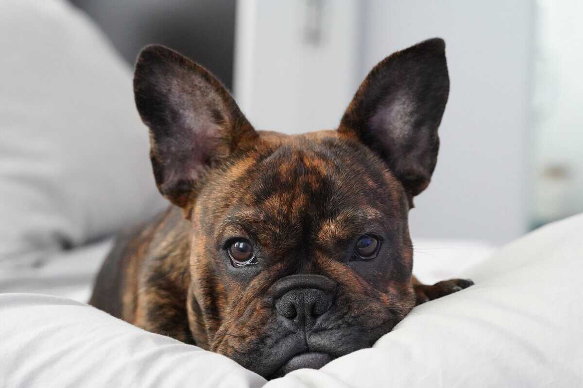 30 Unterschätzte Hunderassen, die mehr Wertschätzung verdienen