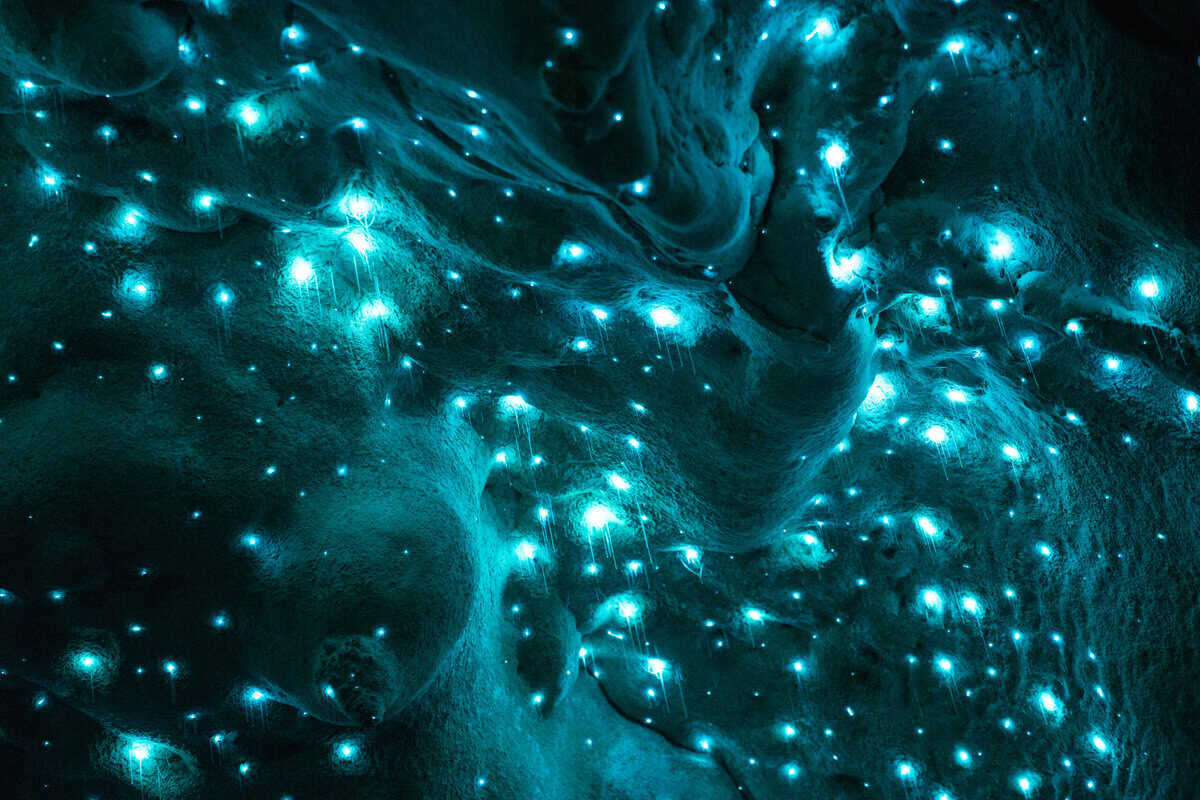 Entdecke 14 Tiere, die sich die Kraft der Dunkelheit zunutze machen