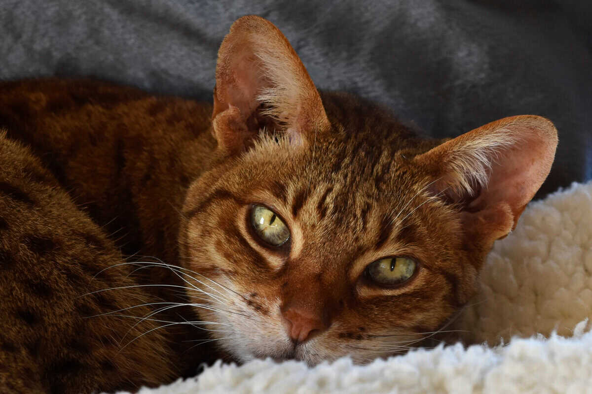 Die 14 gesündesten Katzenrassen Nordamerikas (die durchschnittliche Lebenserwartung schwarzer Hauskatzen beträgt mehr als 16 Jahre)