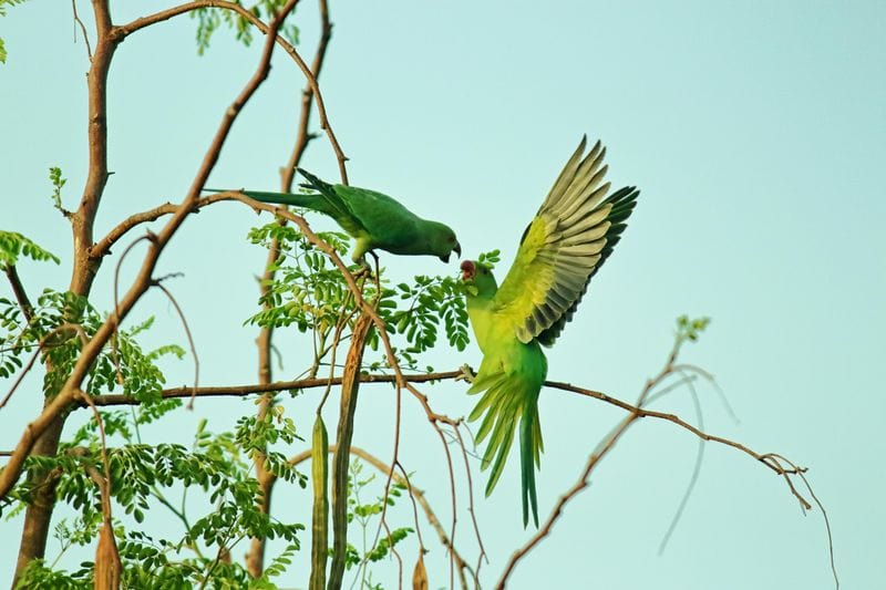 Parrots Practicing Vocal Mimicry