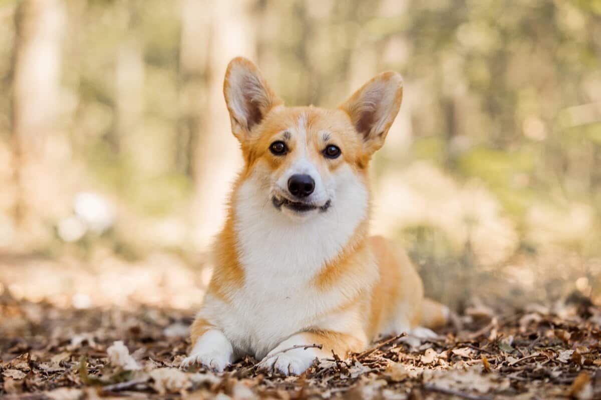 18 pflegeleichte Hunderassen, die ohne häufige Bäder sauber bleiben