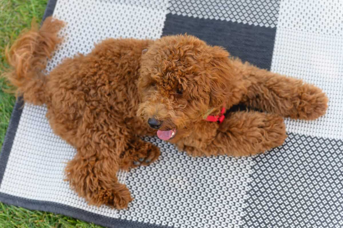 19 bezaubernde Doodle-Mischungen – plus 3, die einen Twist haben