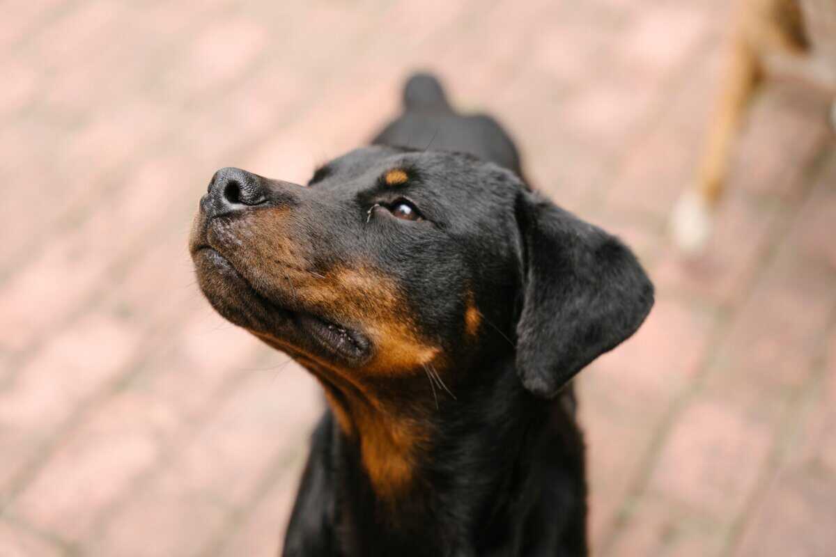 17 Erstaunliche Düfte, die Hunde erkennen können, Menschen aber nicht