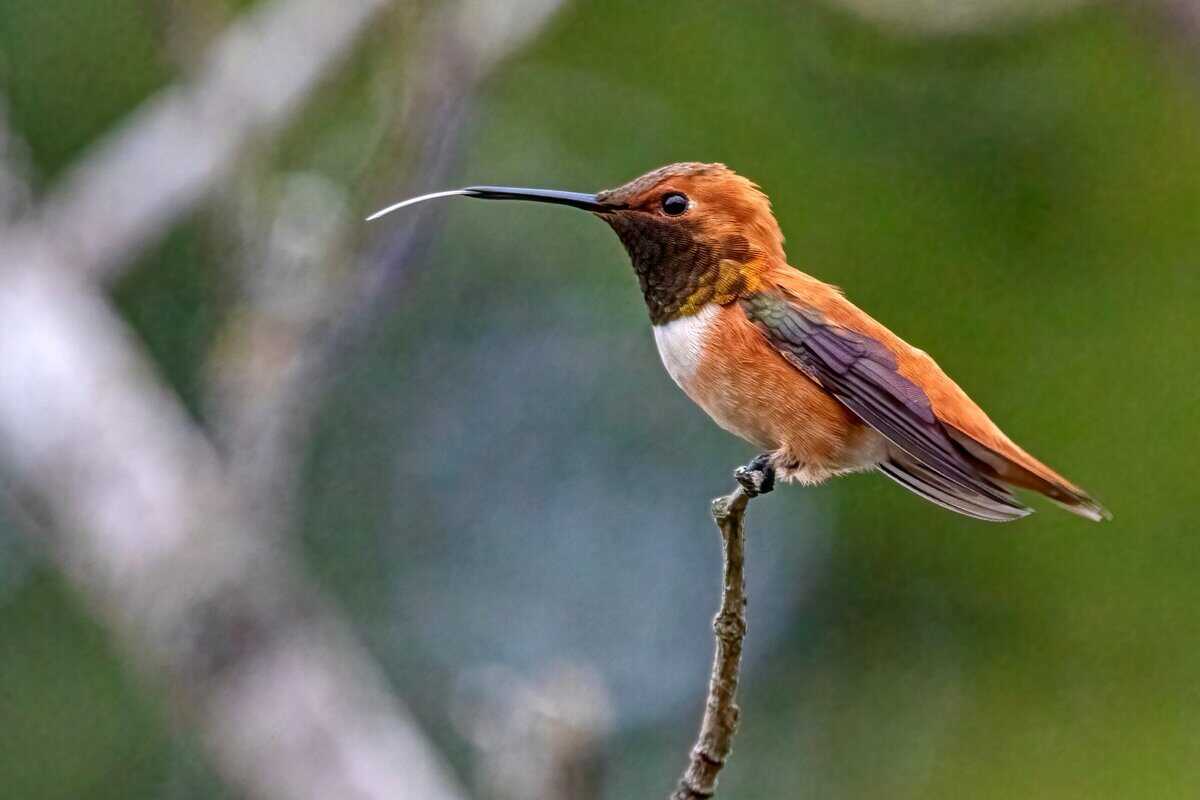 15 Zimmervögel, die in käfigfreien Umgebungen gut gedeihen