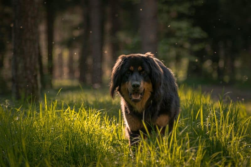 Tibetan Mastiff