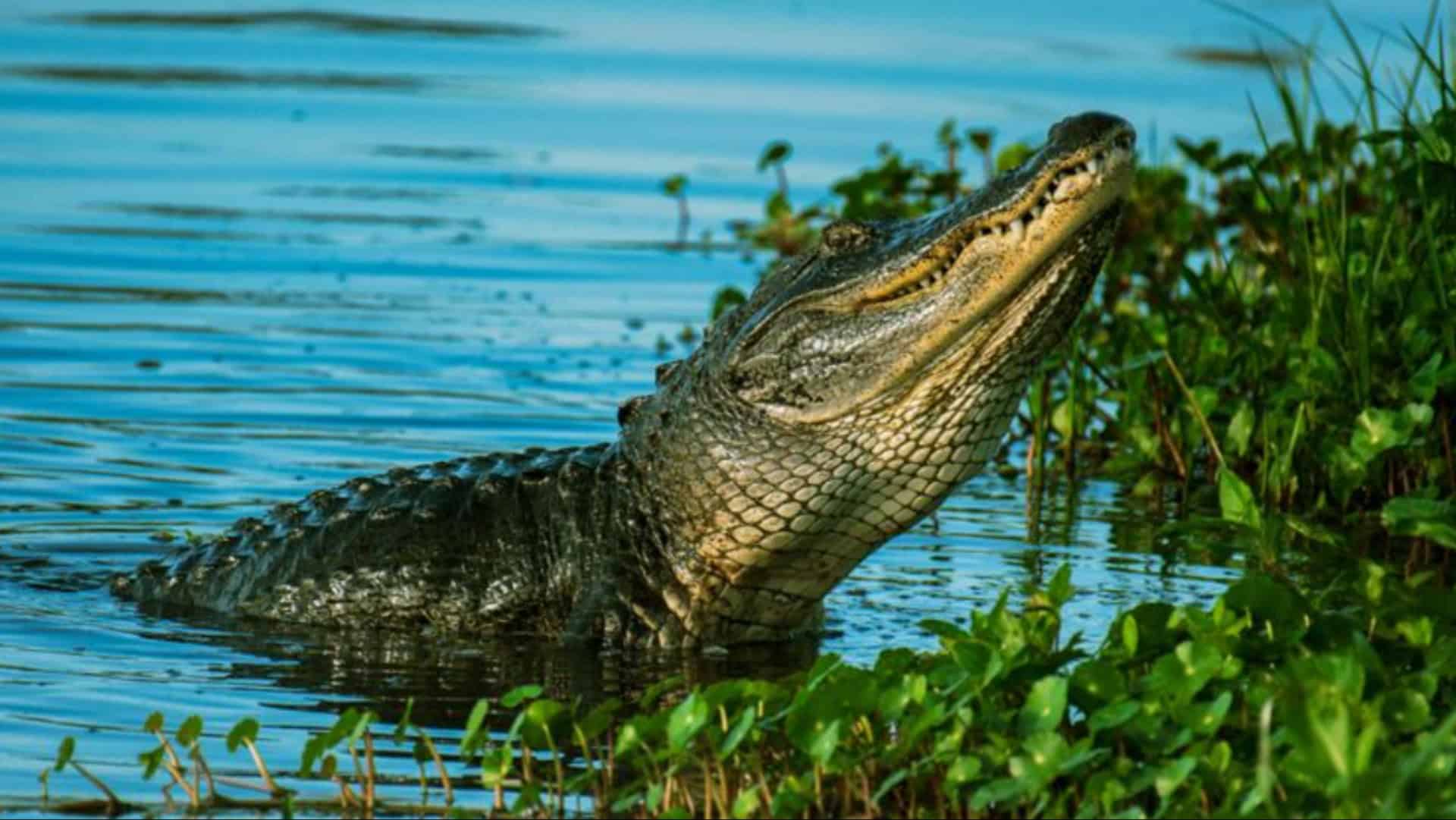 Treffen Sie 8 der gefährlichsten Tiere Amerikas