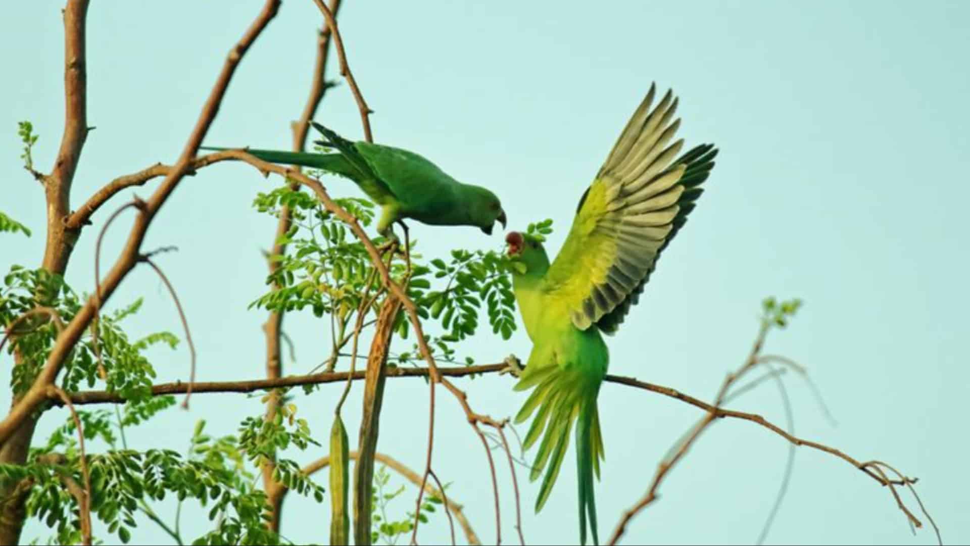 6 Tierische Verhaltensweisen, die auf Spiritualität hindeuten