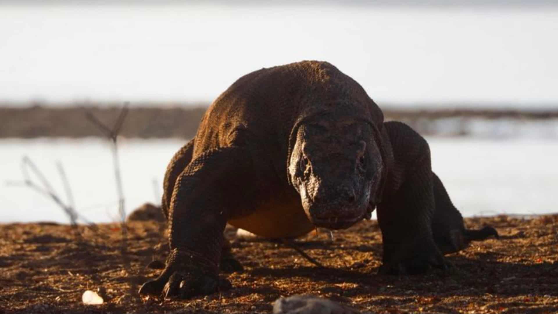 8 Unglaubliche Tiere, die ein mythisches Bestiarium füllen könnten