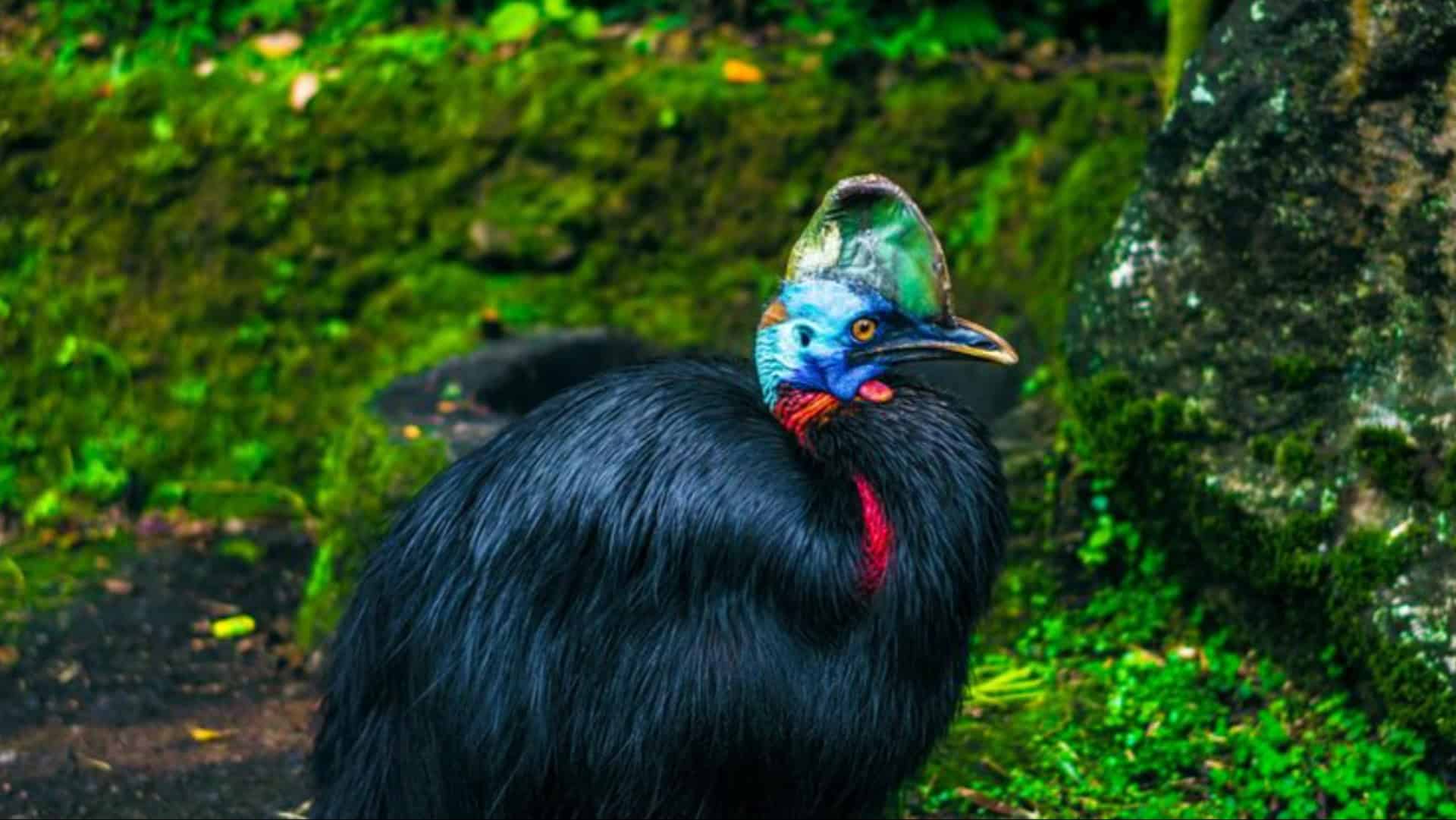 8 Australische Tiere, die man nirgendwo anders findet – lasst uns auf Entdeckungsreise gehen!