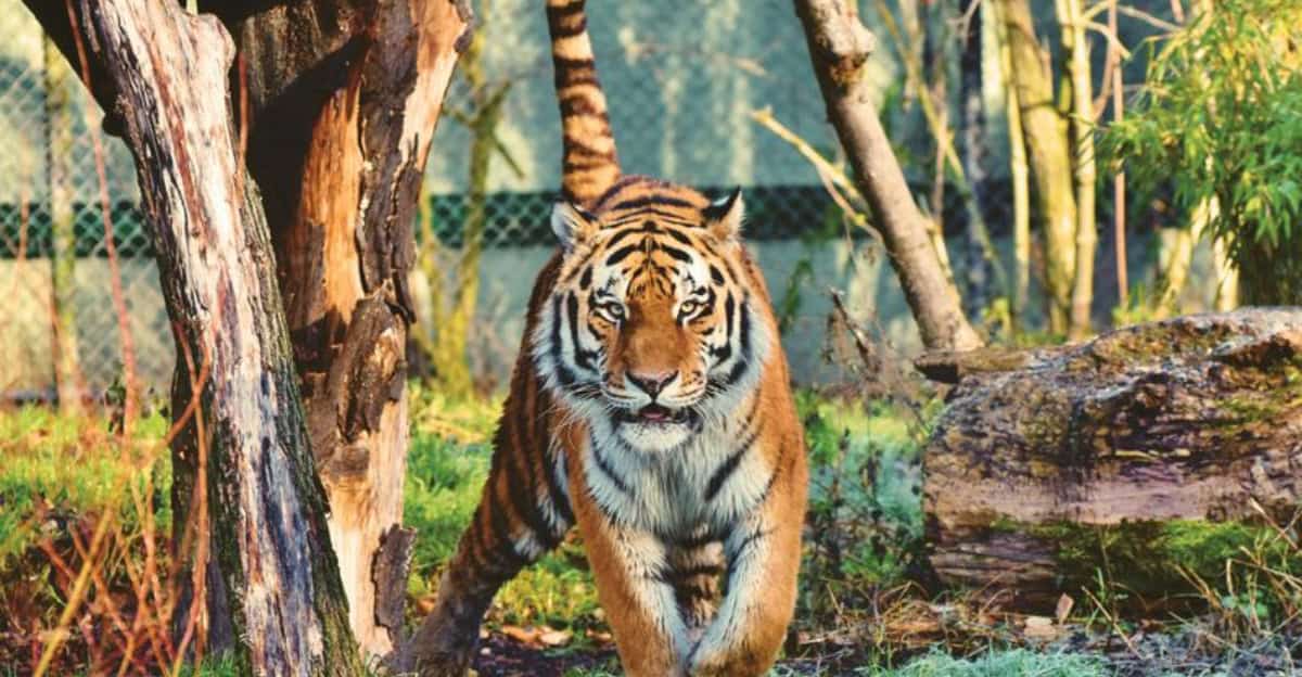 Entdecke 8 majestätische und größte Katzen unserer Welt