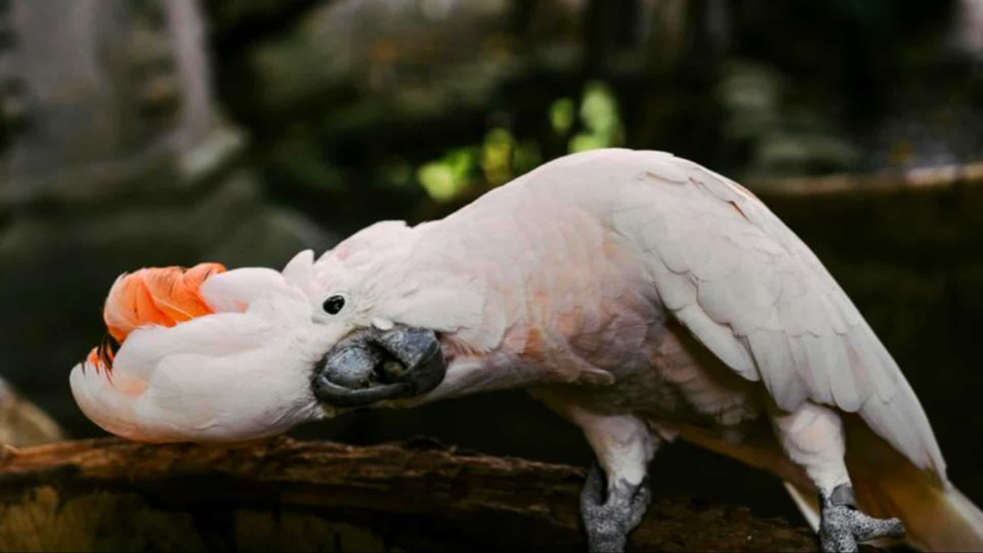 9 Haustiere, die lange genug leben, um alle deine Geheimnisse zu teilen!