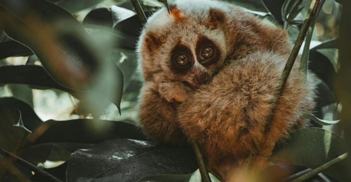 Diese 10 Tiere sind an der Oberfläche süß, aber unter der Oberfläche tödlich