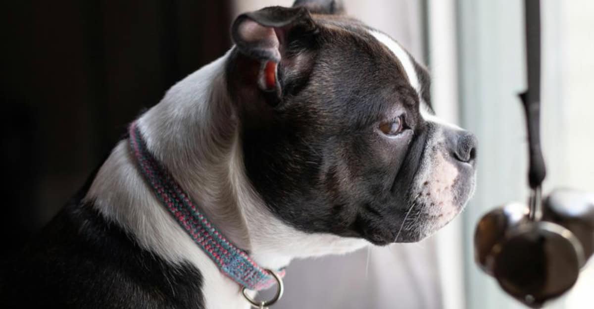 Die 8 wichtigsten Anzeichen für Depressionen bei Hunden erkennen, bevor es zu spät ist