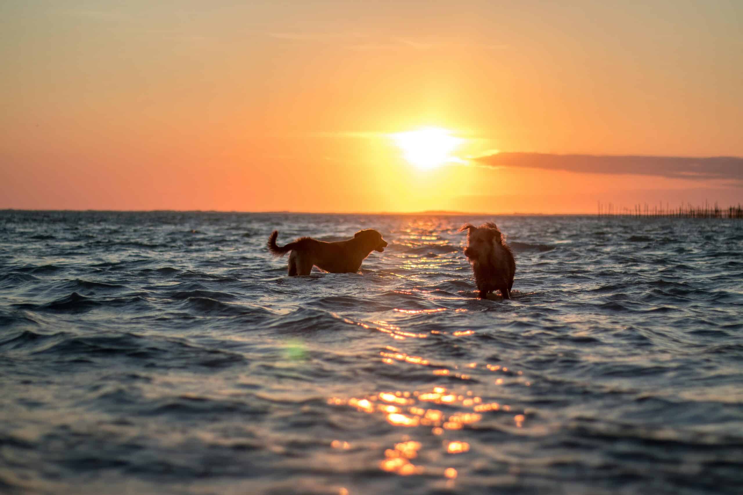 Treffen Sie 6 Hunderassen, die Wasser lieben und nie abtrocknen wollen