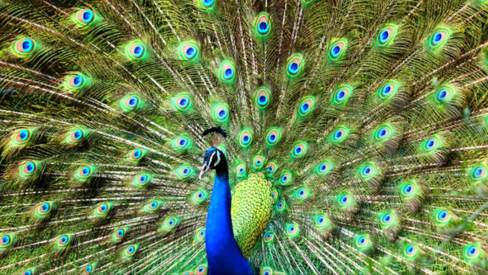 10 Tiere, denen die Evolution ein Lächeln geschenkt hat! Entdecken Sie Tiere, die in der Evolutionslotterie gewonnen haben