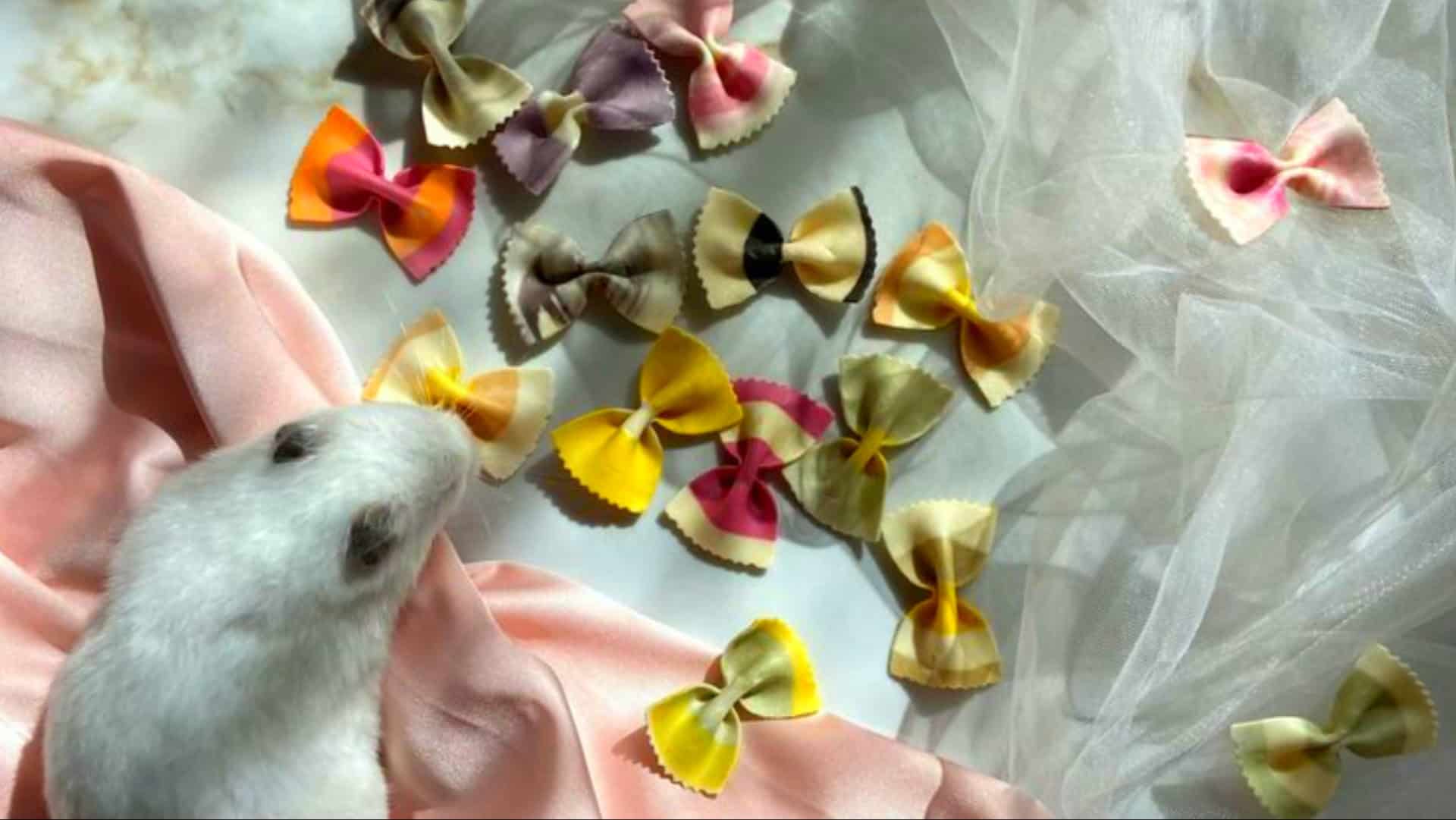 9 wichtige Tipps für zukünftige Hamstereltern