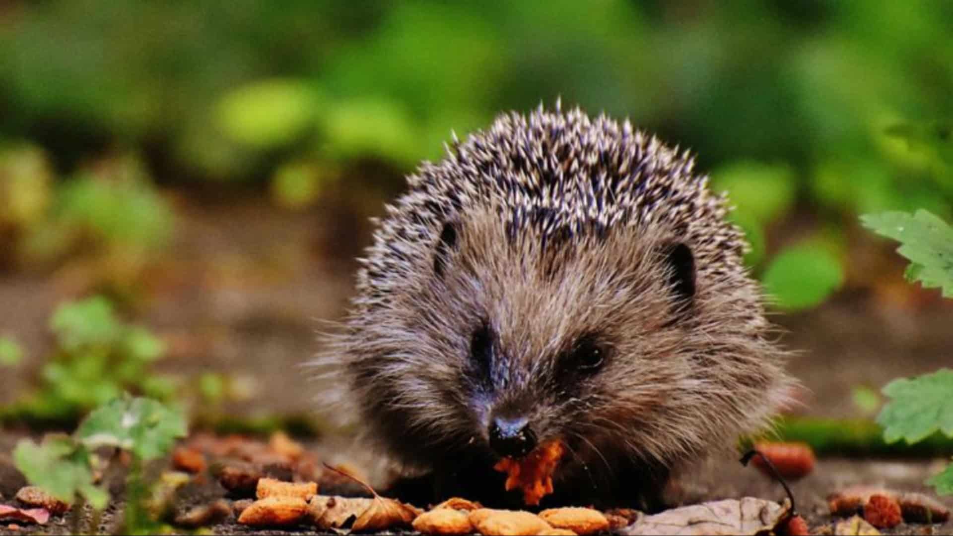 7 Tipps für ein Igel-Wunderland in Ihrem Garten