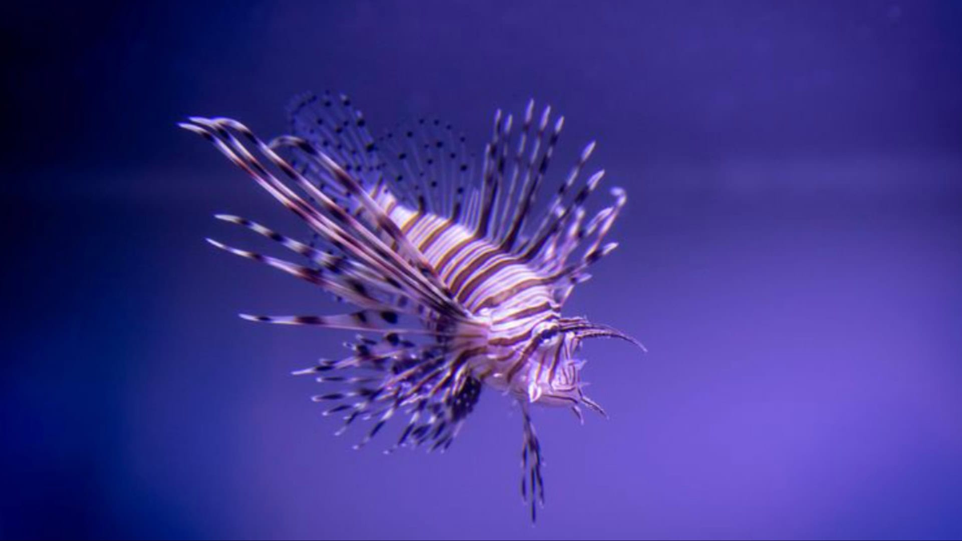 10 invasive Arten, die die amerikanische Tierwelt neu definieren