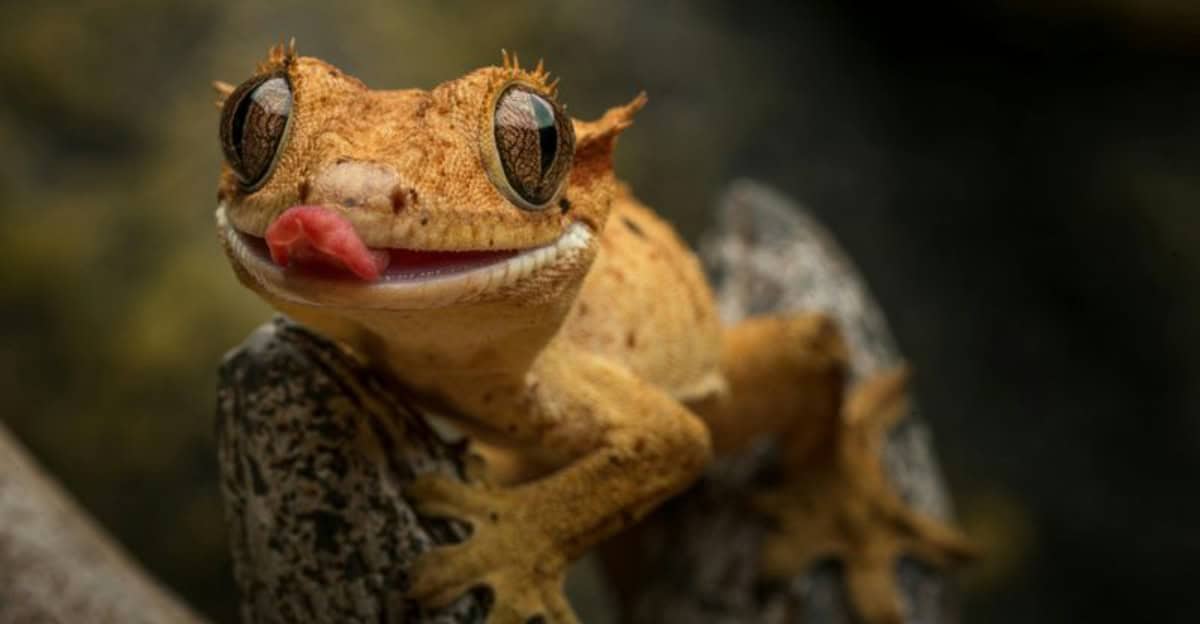 Die Welt der 7 geheimnisvollen Reptilien-Haustiere