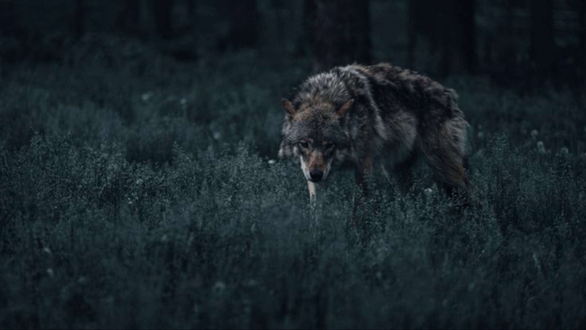 10 beunruhigende Wolfsfakten, die Kindheitsängste auslösen