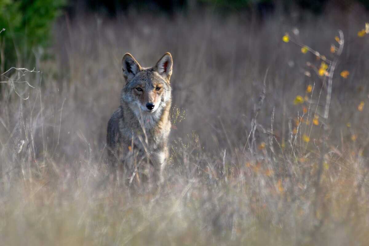 Diese 19 Tiere machen North Carolina gefährlich