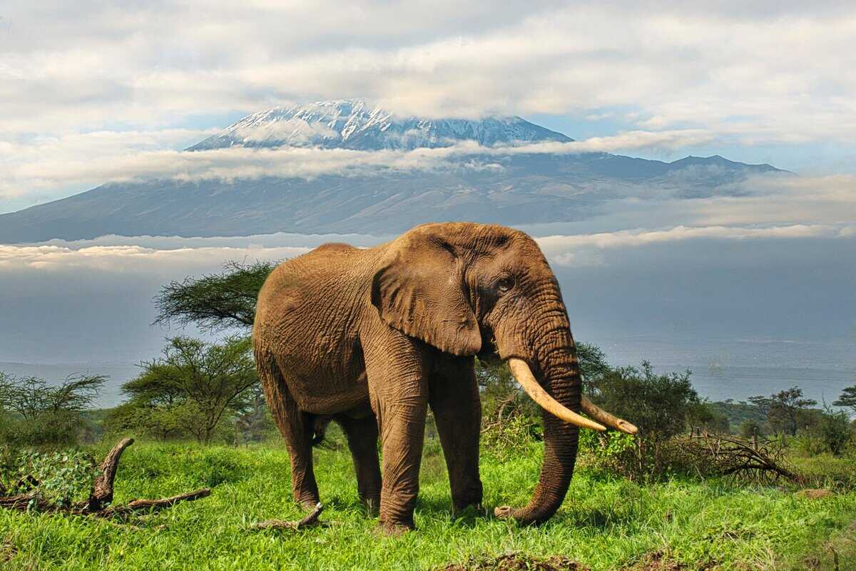 15 Herzerwärmende Einblicke in Elefanten und ihre bemerkenswerte Loyalität