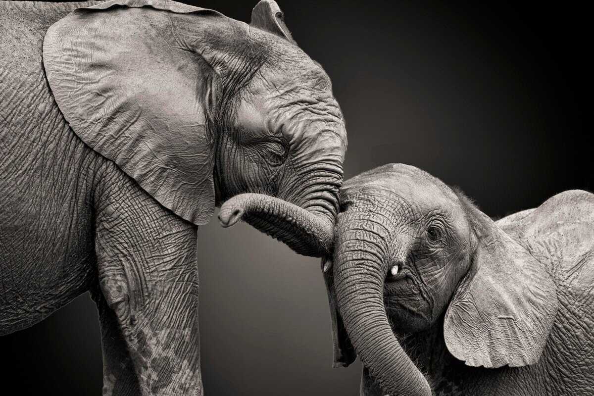 10 Kreaturen, die als ausgestorben galten und auf mysteriöse Weise wieder zum Leben erweckt wurden