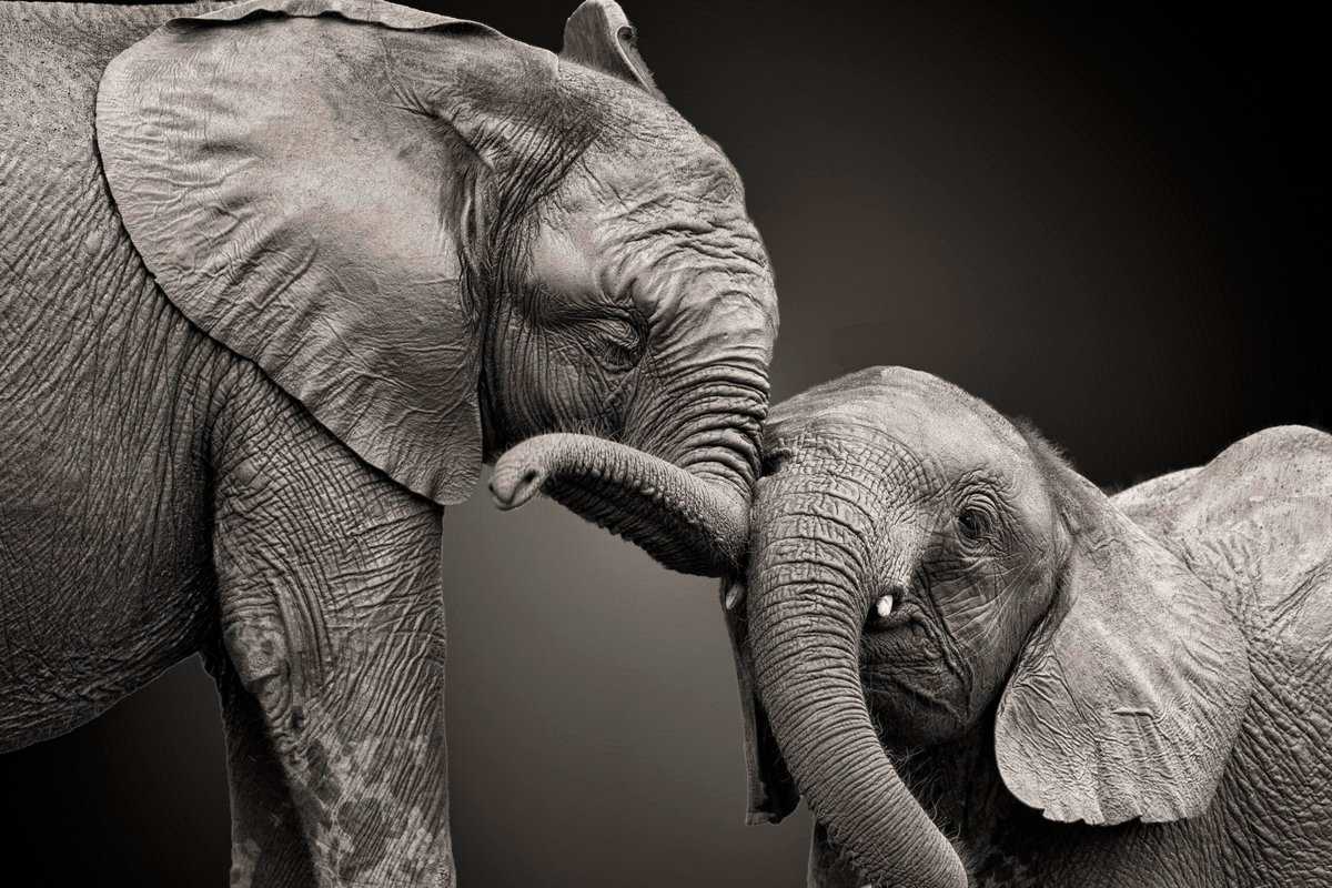 9 überraschende Schlafgewohnheiten von Tieren, die Sie vielleicht nicht erwarten würden