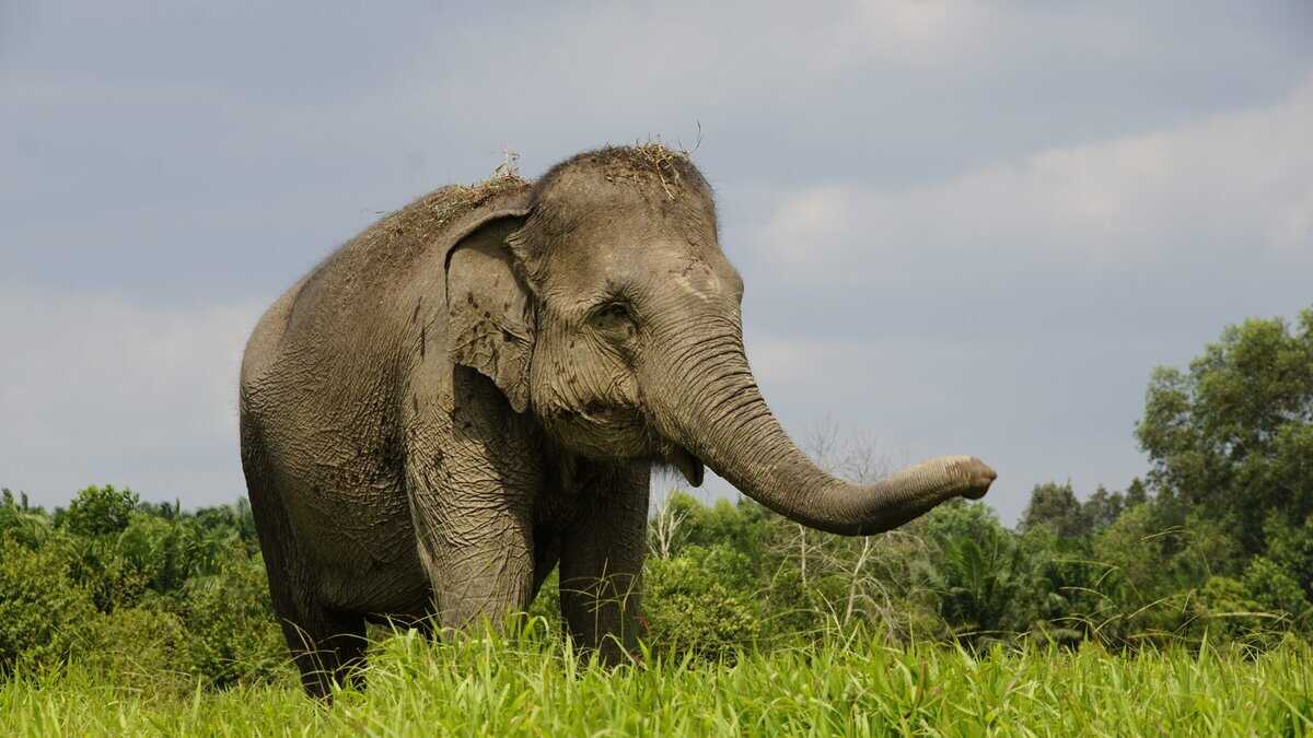 Asiens Top 10 der tödlichsten Tiere