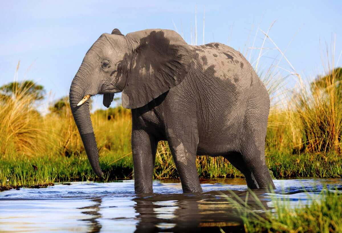 Wenn Wildtiere angreifen: 14 reale Bedrohungen für den Menschen