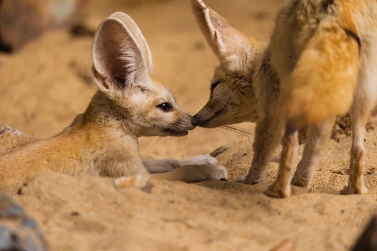 15 Exotische Tiere, die Ihr Herz mit ihrer Niedlichkeit zum Schmelzen bringen werden