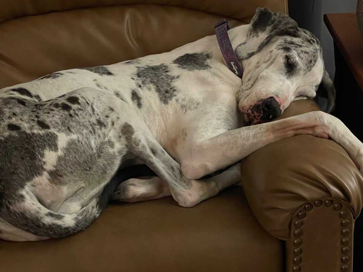 16 Sanfte und liebevolle Hunderassen, die perfekte Begleiter für Senioren sind