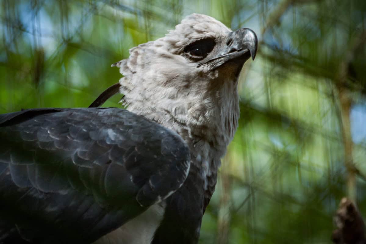 15 Heimliche Dschungel-Raubtiere, die sich dir unbemerkt nähern können