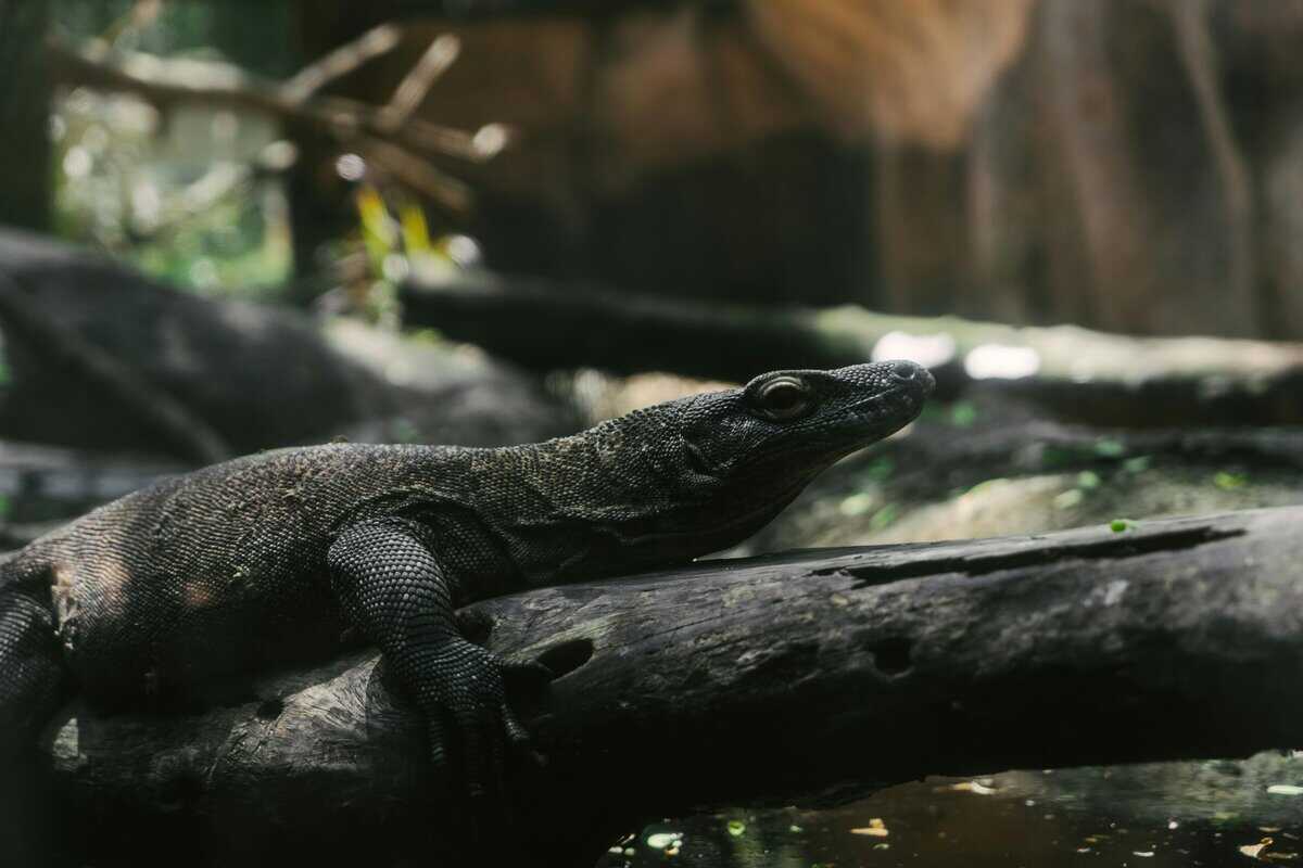 Entdecke den Komodo-Nationalpark: 10 erstaunliche Tiere, die dort leben