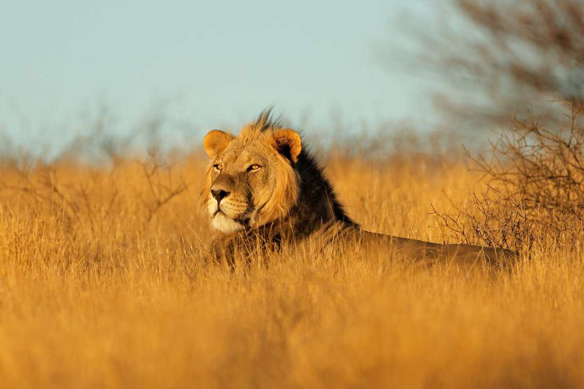 Top 10 der gefährlichsten Jäger und Herrscher ihrer Reviere