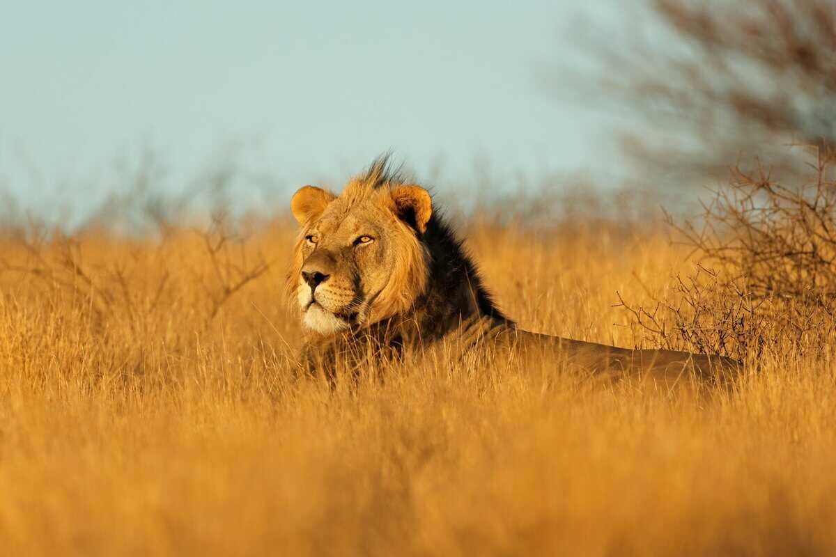 18 der widerstandsfähigsten und furchtlosesten Tiere auf dem Planeten – sie sind nicht zu stoppen