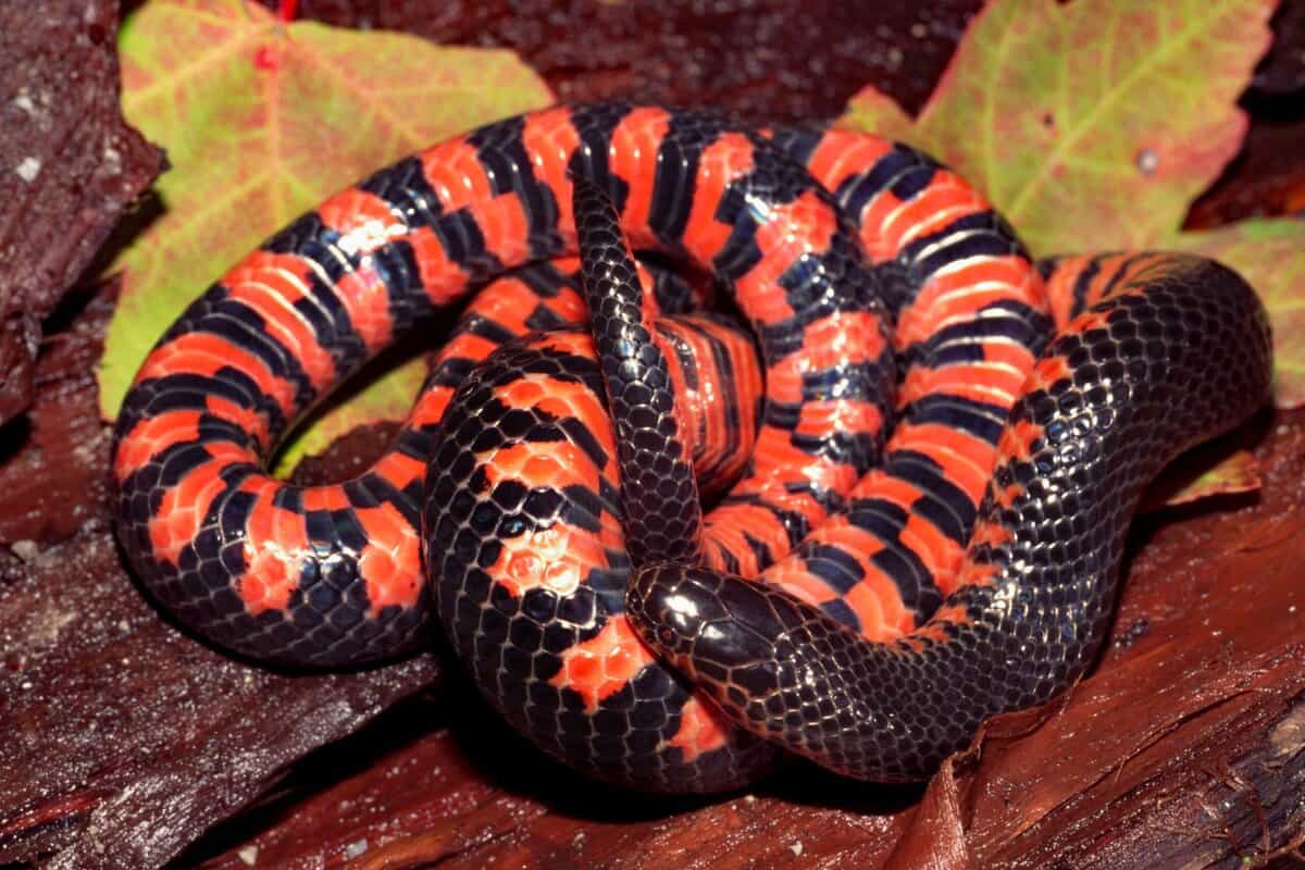 18 Rätselhafte Kreaturen, die in den Tiefen des Mississippi lauern